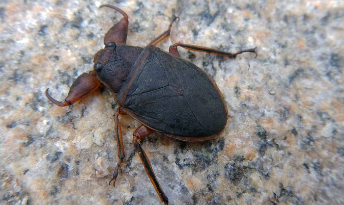 Cataractocoris macrocephalus